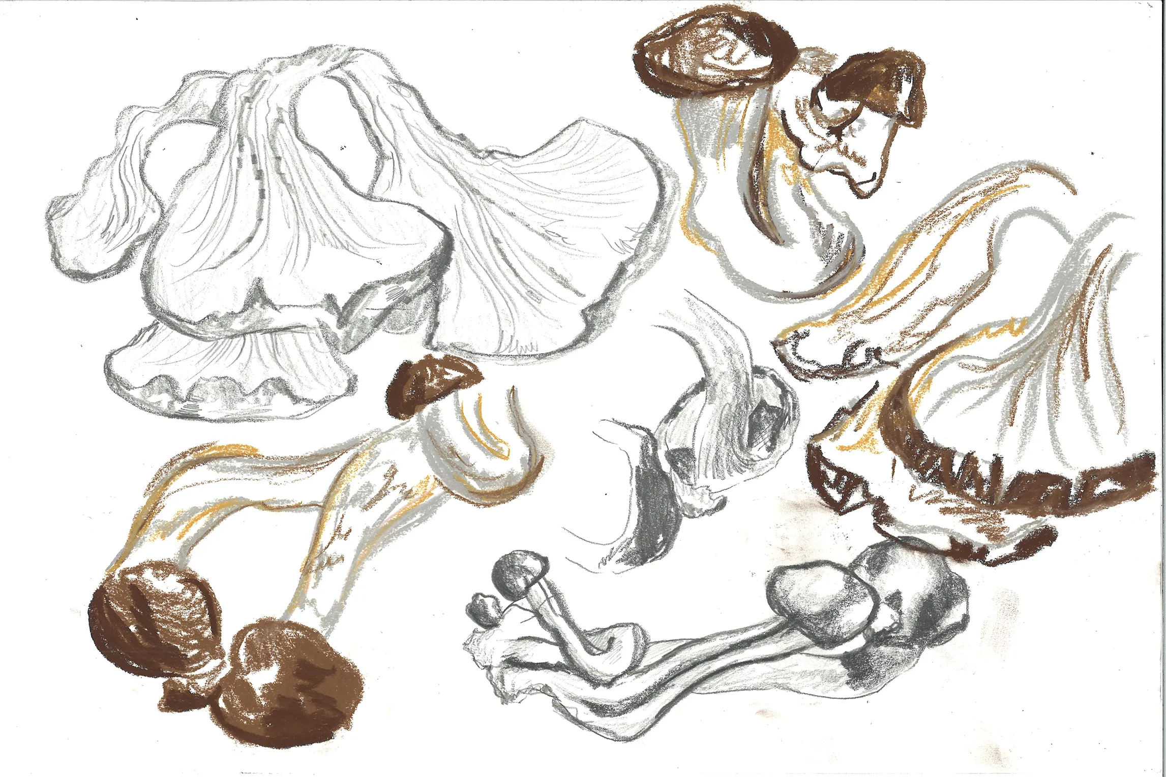 Lily Avery process 2
