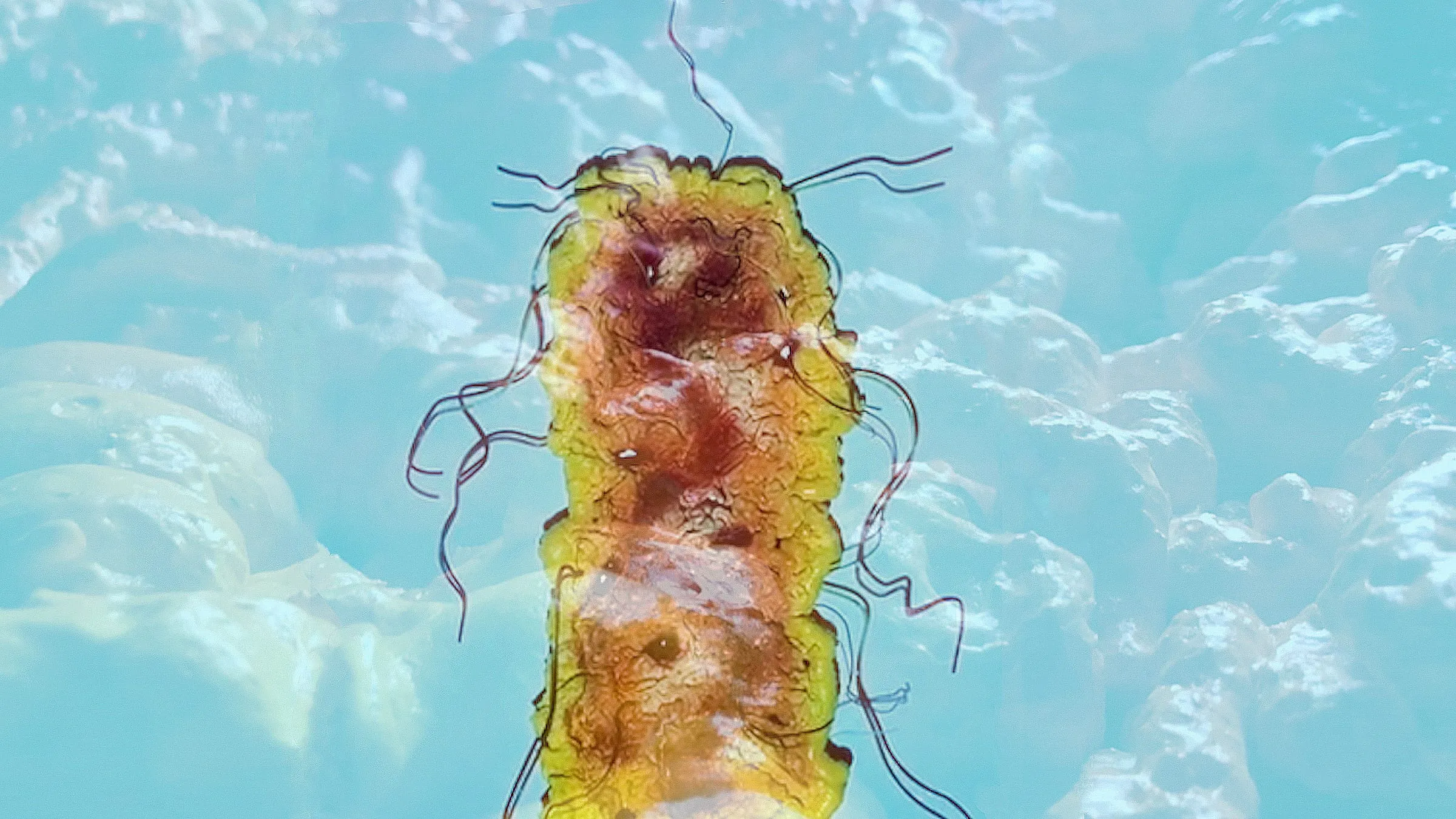 RosiePhillips Slide3